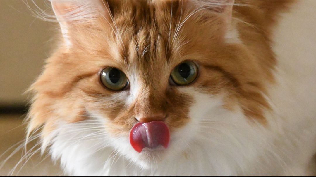 Guide pour le changement de croquettes chez le chat Purina